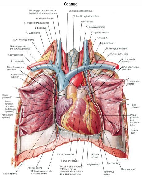 Cuore