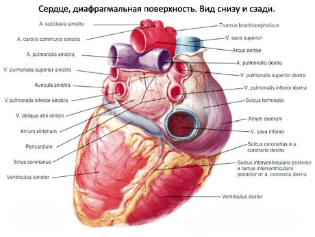 Cuore
