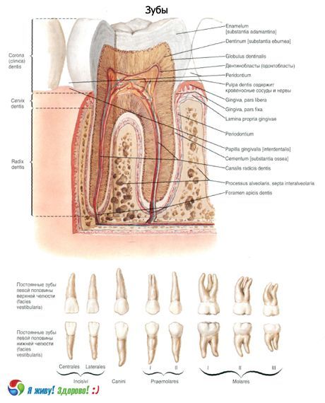 Denti. Struttura del dente