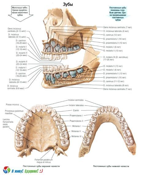 Denti. Struttura del dente